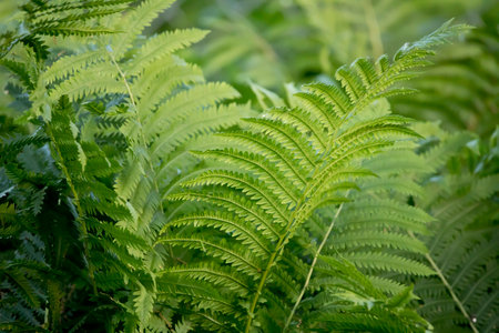 Green ostrich fern leaves close up. Natural background.の写真素材