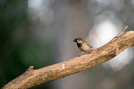 A male house sparrow sits on a branch in an Iowa backyard on a spring evening.の写真素材