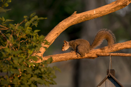Squirrel sitting on a tree branch in the evening sun, side viewの写真素材