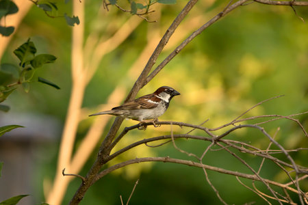 Side view of a male House Sparrow (Passer domesticus) on a branch in nature on a summer day in Iowaの写真素材