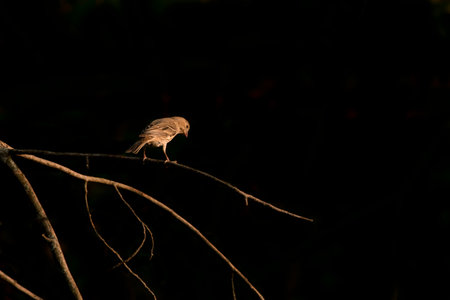 Female house sparrow on a branch looking down, isolated on a black background with copy space for text.の写真素材