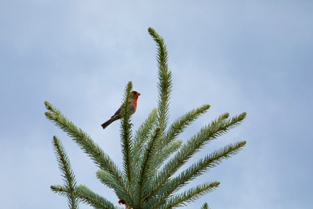 Male house finch perched on a branch of a spruce against the skyの写真素材