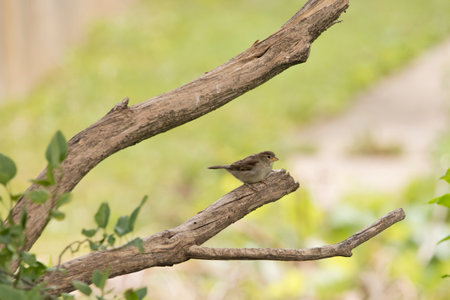 Side view of a Female house sparrow perching on a branch in an Iowa backyard on a summer day.の写真素材
