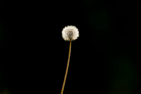 White Dandelion on a black background with copy space for text. Dandelion macro.の写真素材