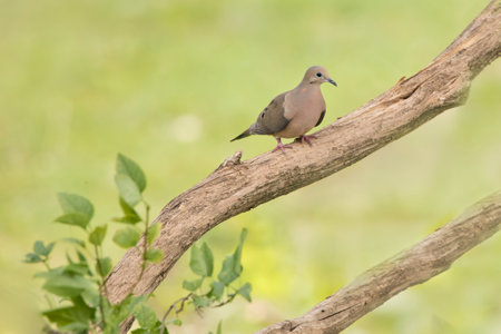 Mourning dove, Zenaida macroura, single bird on branch, USAの写真素材