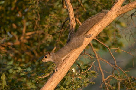 Squirrel on a tree in the evening light, North America.の写真素材