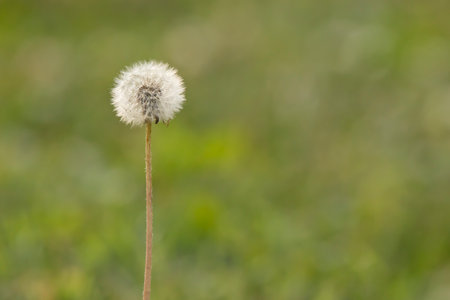 dandelion on green background, macro photo with shallow depth of fieldの写真素材