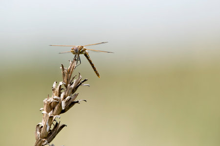 Varigated meadowhawk dragonfly on a dead plant with blurred background, Iowa, USA.の写真素材