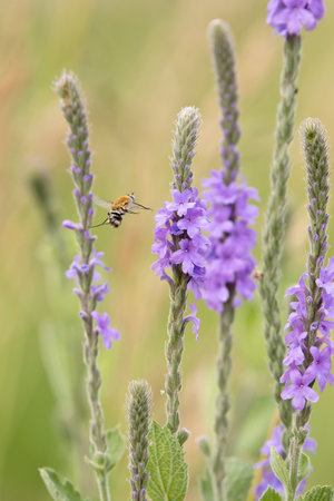 A bee fly flies near a blooming hoary vervain plant on an Iowa prairie on a summer day.の写真素材