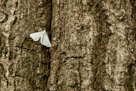 White moth on tree bark on a summer day in Iowa.の写真素材