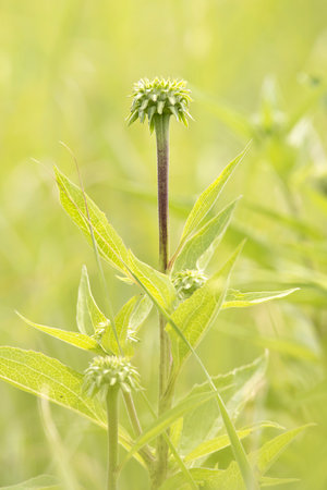 Close up of an echinacea flower bud in the meadow with blurred background on a summer day in Iowaの写真素材