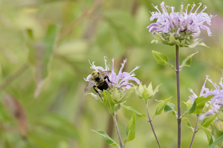 Back view of a brown belted bumblebee collecting pollen from a bergamot flower on a summer day in Iowa.の写真素材