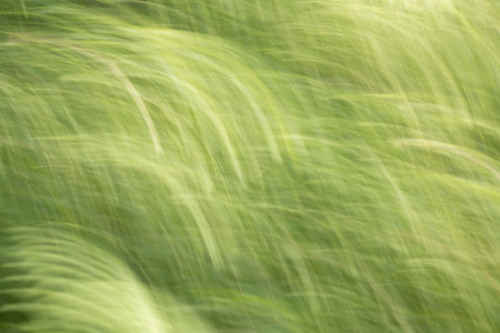 Abstract motion blur effect. Summer blurred background. Abstract motion blur background.の写真素材