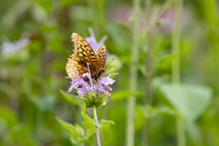 Great spangled fritillary butterfly on a purple bee balm flower in the meadow on a summer day in Iowa.の写真素材