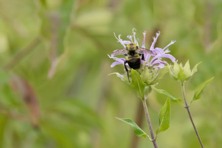 Brown belted bumblebee on a bee balm flower in the praire, bee pollinates a flower, close up photo.の写真素材