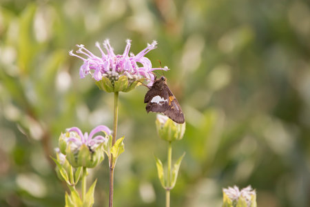 Silver spotted skipper butterfly on a purple bergamot flower in the meadow on a summer day in Iowa, close up photo.の写真素材