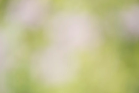 green and white bokeh background from nature for your designの写真素材