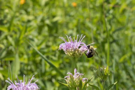 Brown belted bumblebee on a purple bergamot flower in the meadow, closeup of photoの写真素材