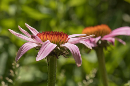 Echinacea purpurea, commonly known as coneflower, blooming in the praire in Iowa on a summer day. Close up photo.の写真素材