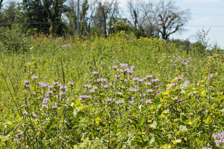 Landscape photo of a flowering meadow with purple flowers on a sunny day in Iowa.の写真素材