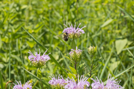 Brown belted bumblebee on a bergamot flower in the meadow on a summer day in Iowa.の写真素材