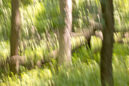 Abstract motion blur effect. Summer nature background. Blurred image of trees and grass.の写真素材