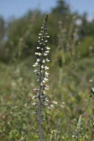 White wild indigo blooming in a prairie on a summer day in Iowa, shallow depth of field.の写真素材