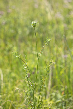Closeup of Queen Anne's lace flower bud about to bloom in a meadow, shallow depth of field.の写真素材