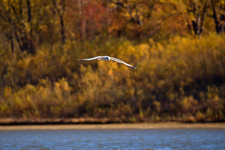 Front view of a ring billed gull flying over a lake with autumn trees in the background on a fall day in Iowa.の写真素材