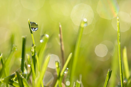 Water droplets on blades of grass with green bokeh background on a fall day in an Iowa backyard.の写真素材