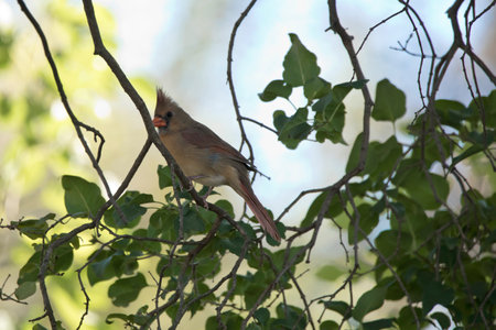 Female northern cardinal perching in a tree on a fall day in Iowa.の写真素材