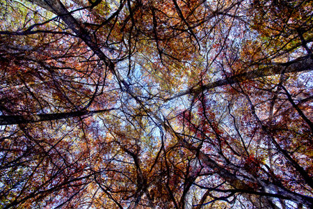 Autumn leaves in forest in Iowa.の写真素材