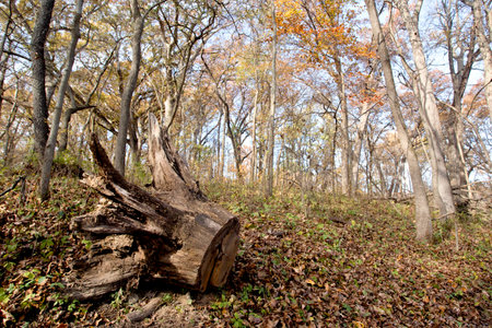 Autumn forest landscape with up-turned tree trunk with tree roots on a fall day in Iowa.の写真素材