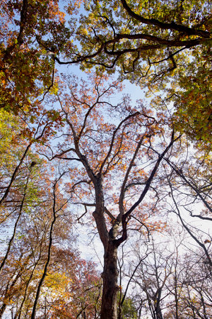 Trees in the autumn forest, view from below into the skyの写真素材
