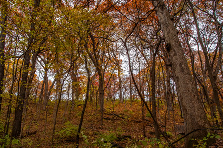 Autumn forest with yellowed trees and fallen leaves in the foregroundの写真素材