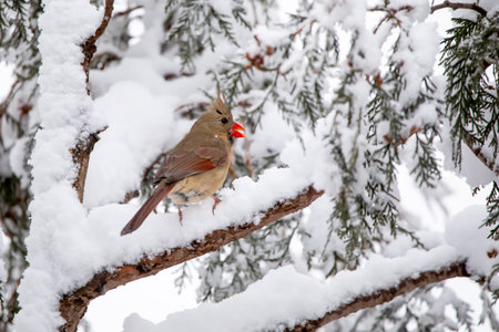 Female Northern Cardinal (cardinalis cardinalis) on a snowy branch on a winter day in Iowa.の写真素材