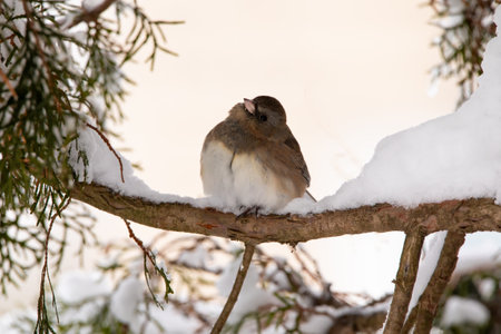 A dark eyed junco bird perching on a branch in the snow on a winter day in Iowaの写真素材