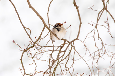 A male house sparrow sits on an oak tree branch in the winter in the snow on a January day in Iowa.の写真素材