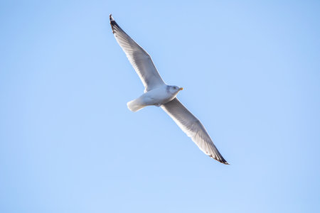 Soaring seagull flying in the blue sky with full wingspan.の写真素材