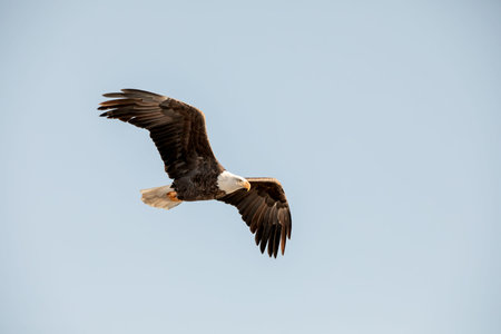 Bald Eagle (Haliaeetus leucocephalus) in flight with bent wings isolated on a clear blue sky on a...