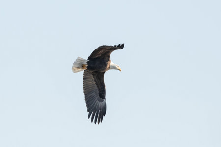 Adult Bald Eagle (Haliaeetus leucocephalus) flapping its wings in flight.の写真素材