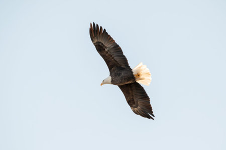 Soaring Bald Eagle (Haliaeetus leucocephalus) in flight with full wingspan, taken from below.