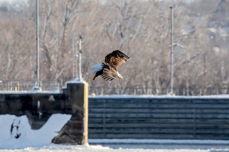 A bald eagle dives to catch a fish in the Mississippi River in Iowa on a winter day in January.の写真素材