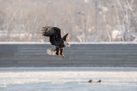 Bald Eagle in flight with a freshly caught fish in its beak over the Mississippi River on a winter...