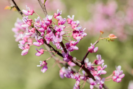 Pink redbud flowers on a tree branch in spring isolated on a blurred pink and green background....