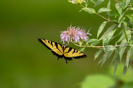 Yellow and black swallowtail butterfly on a purple bergamot flower in the summer, isolated on a green background.の写真素材