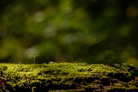 Green moss on a tree trunk in the forest with bokeh backgroundの写真素材