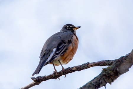 American Robin (Turdus migratorius) perched on a branch with blue sky background.の写真素材