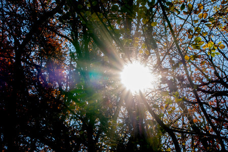 Sun shining through the branches of a tree in the autumn forest.の写真素材