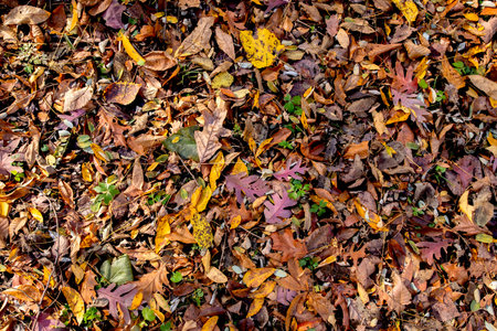 Fallen autumn leaves on the ground in the forest. Autumn backgroundの写真素材